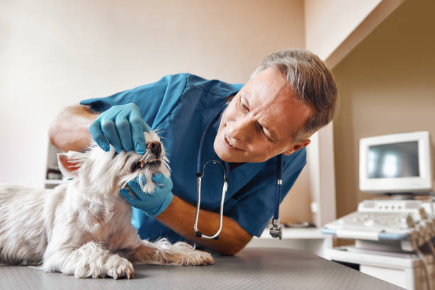 Best Emergency Dental Care for Broken or Chipped Teeth in Plymouth, MN